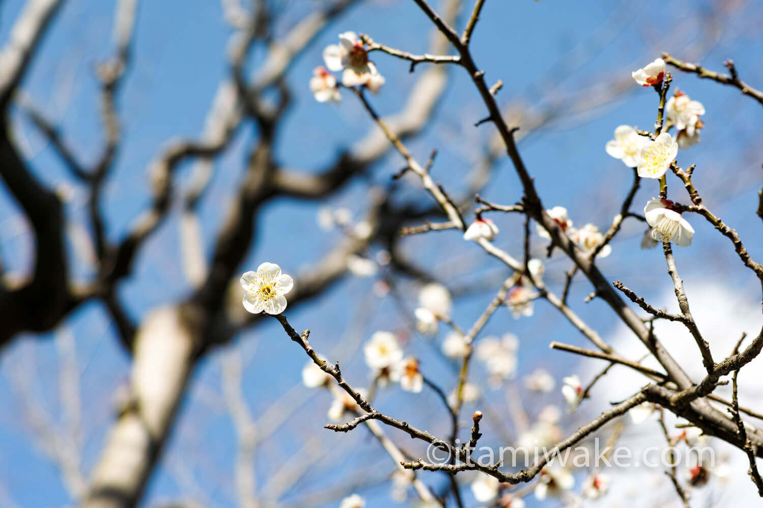 梅の花かな