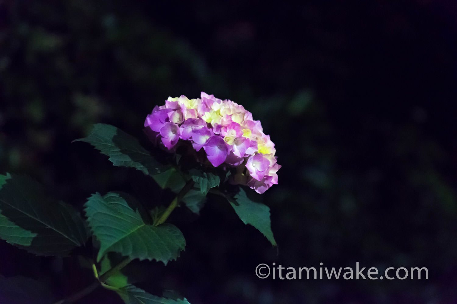 夜に撮ったアジサイ